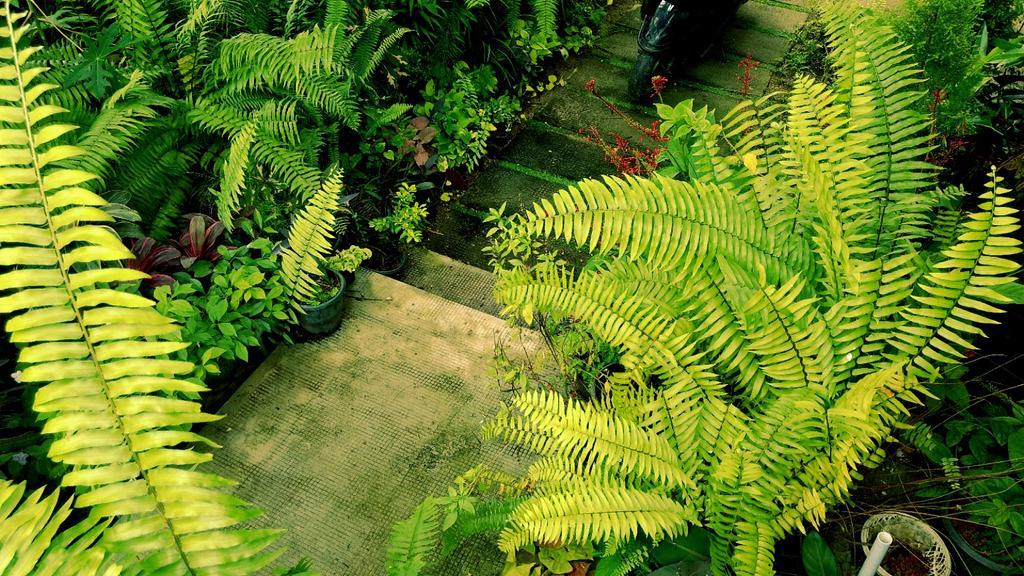 Villa Mariana Kochi エクステリア 写真
